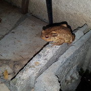 https://i.ibb.co/Snvprkh/20190826-020309.jpg
