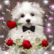 e9f5d9c10772a8fab9d519b570fe122e.gif
