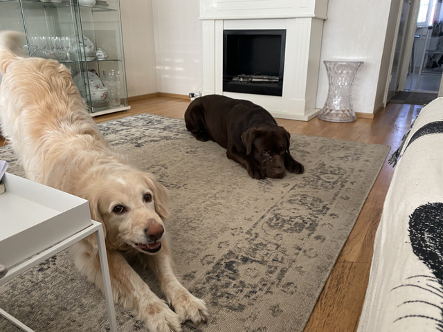 2-C8-D5-A1-C-C459-411-B-A481-1-A01800-D3