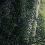 DSC5333-result