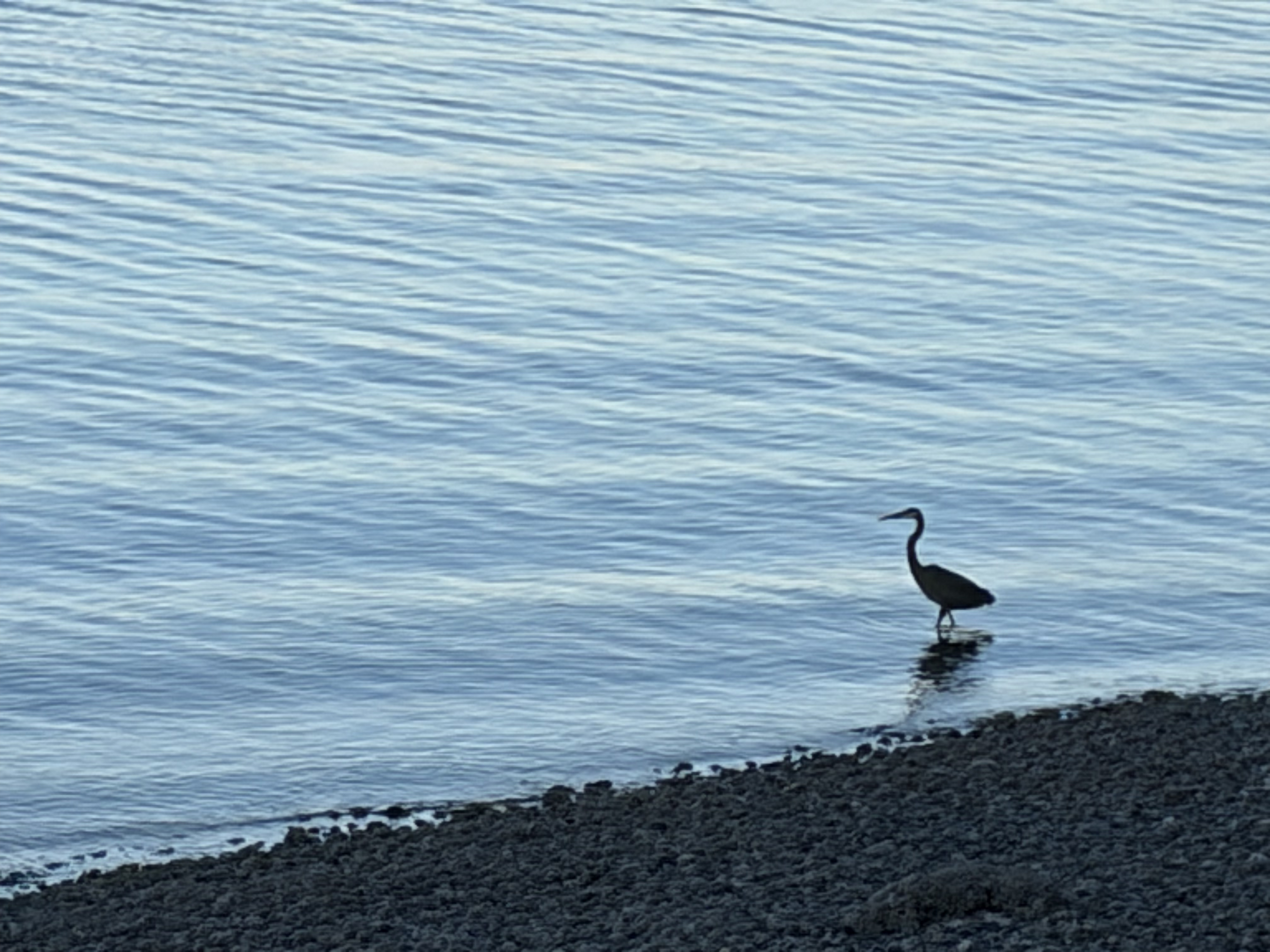 最近認識された鳥の写真