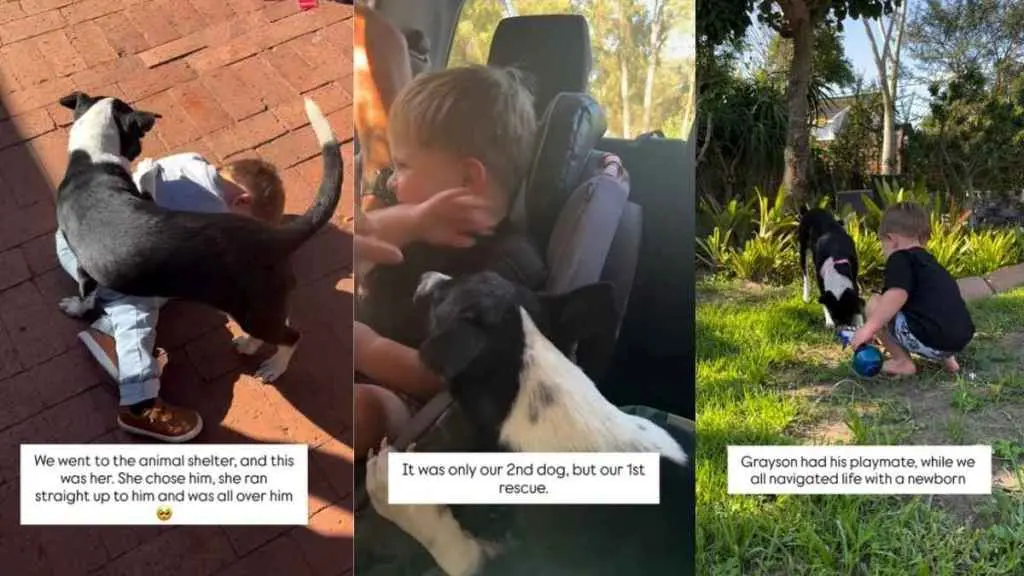 Rescue Dog Picks Little Boy Forever