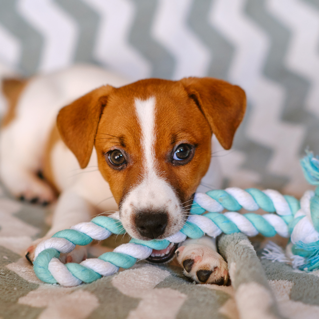 Puppy-playing-with-toy