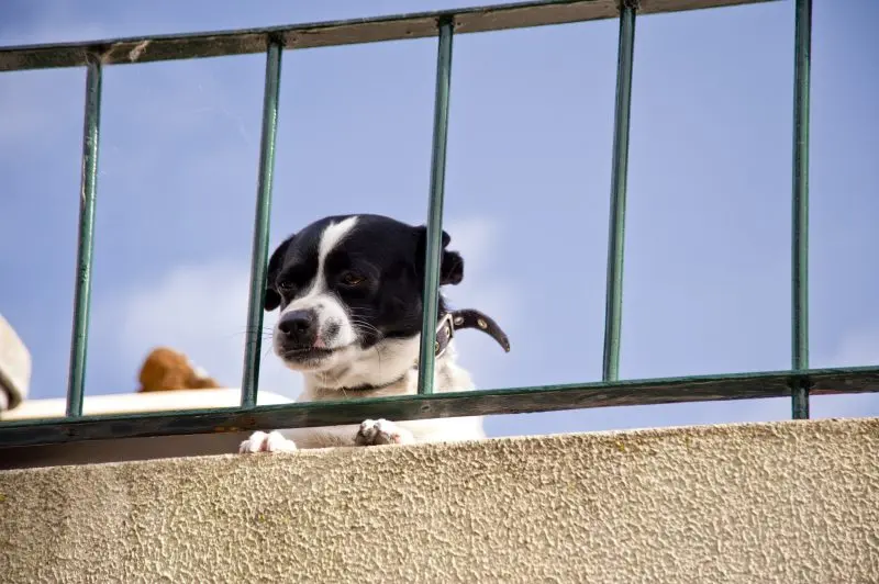 The 13th Floor Miracle Rescue of a Dog Trapped on a Balcony for Two Days