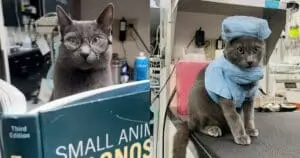Meet the Feline Overlord of a Veterinary Hospital
