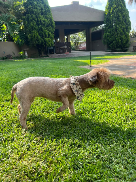 Amie the female Yorkie standing on a green grass lawn outdoors in Kempton Park
