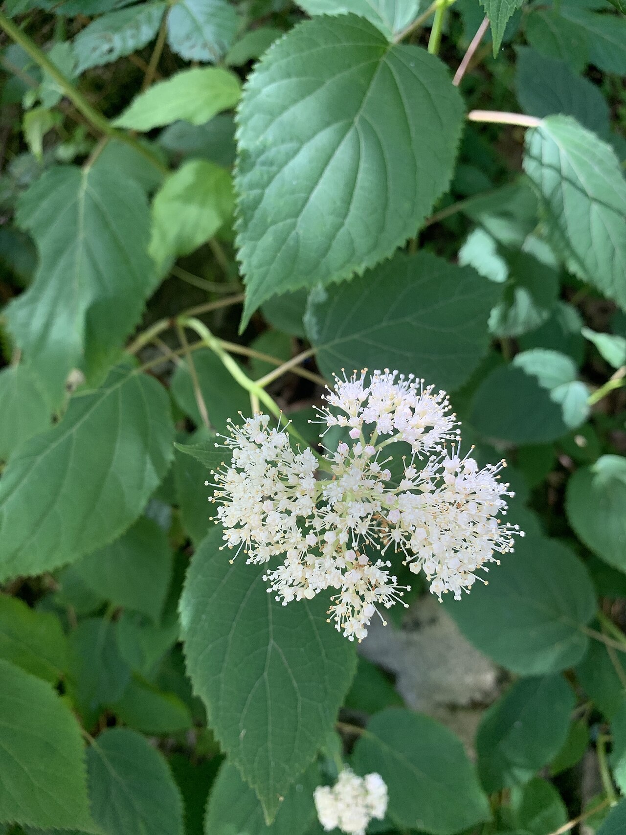 Hydrangea Hydrangea