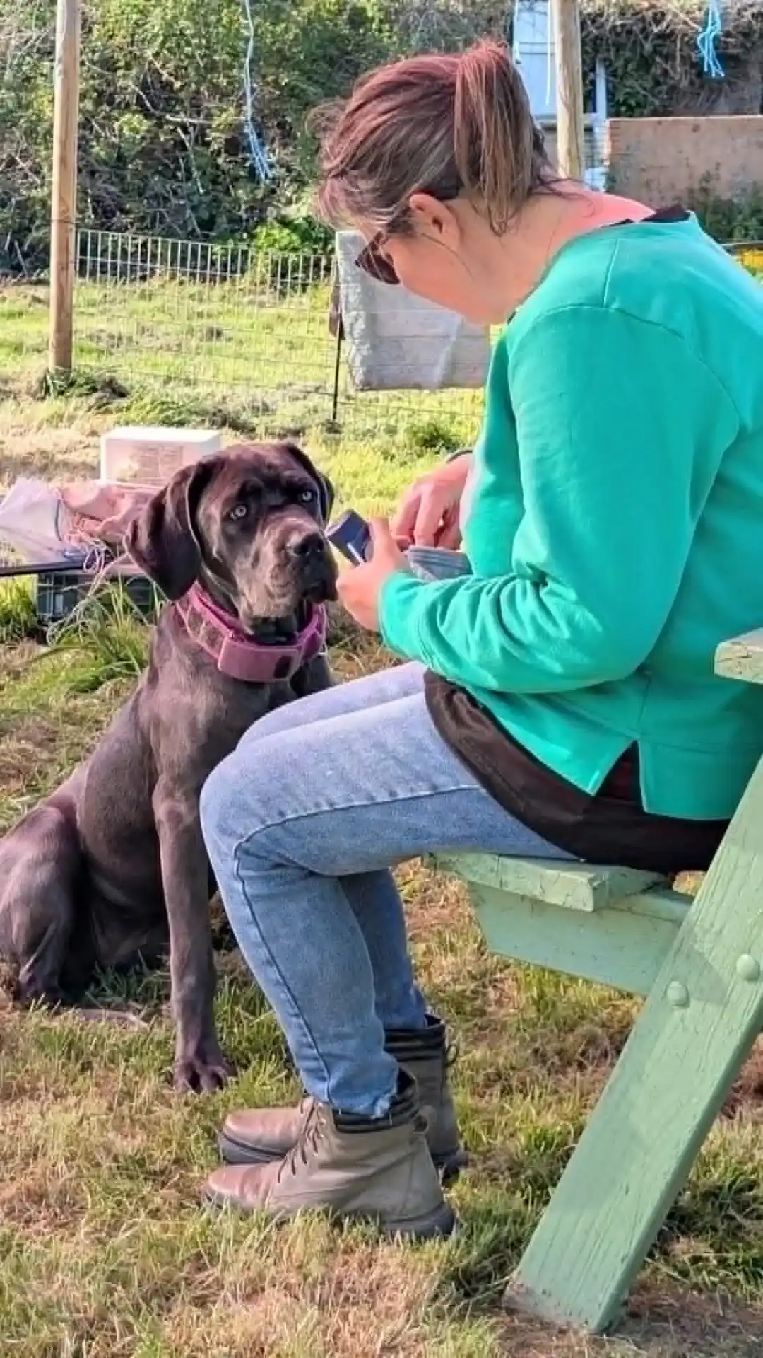 Young Cane Corso Needs Loving Home
