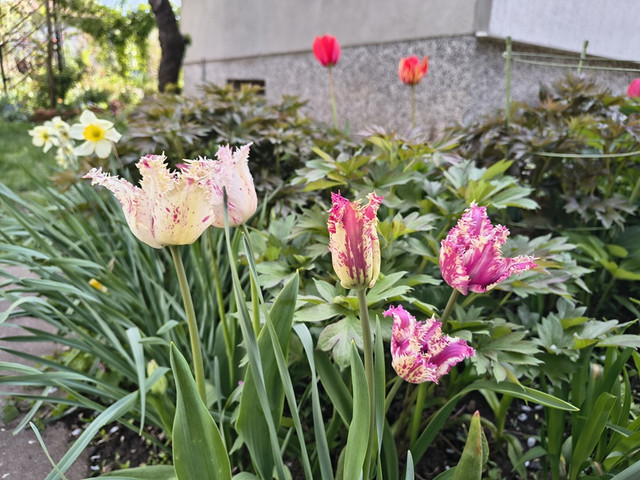 tulip purple circus.jpg
