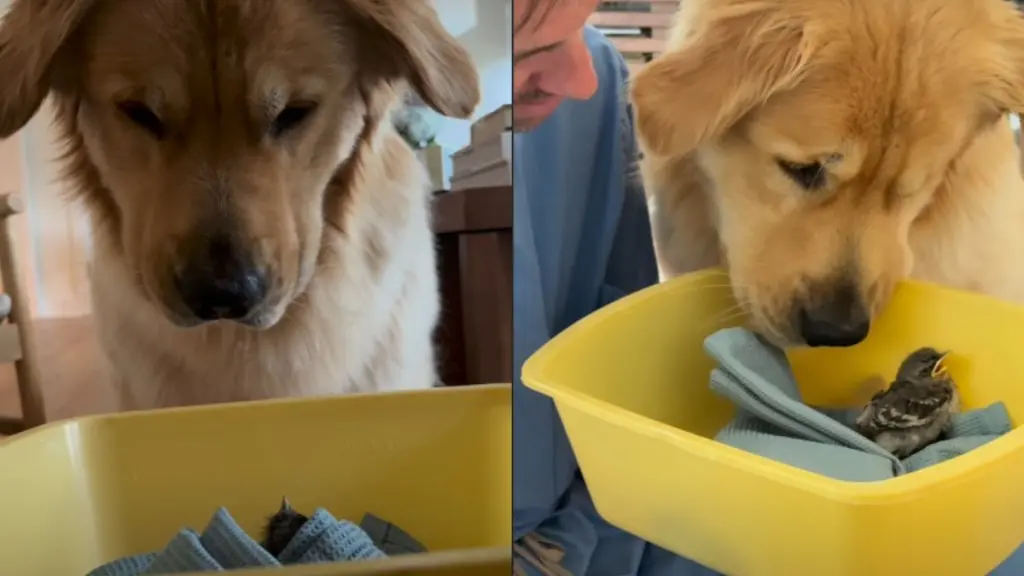 Golden Retriever Adopts Rescue Bird, Becomes Dedicated Watchdog