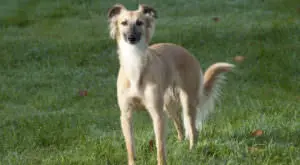 Greyhounds Can Boost Their Coat Health With One Simple Nut