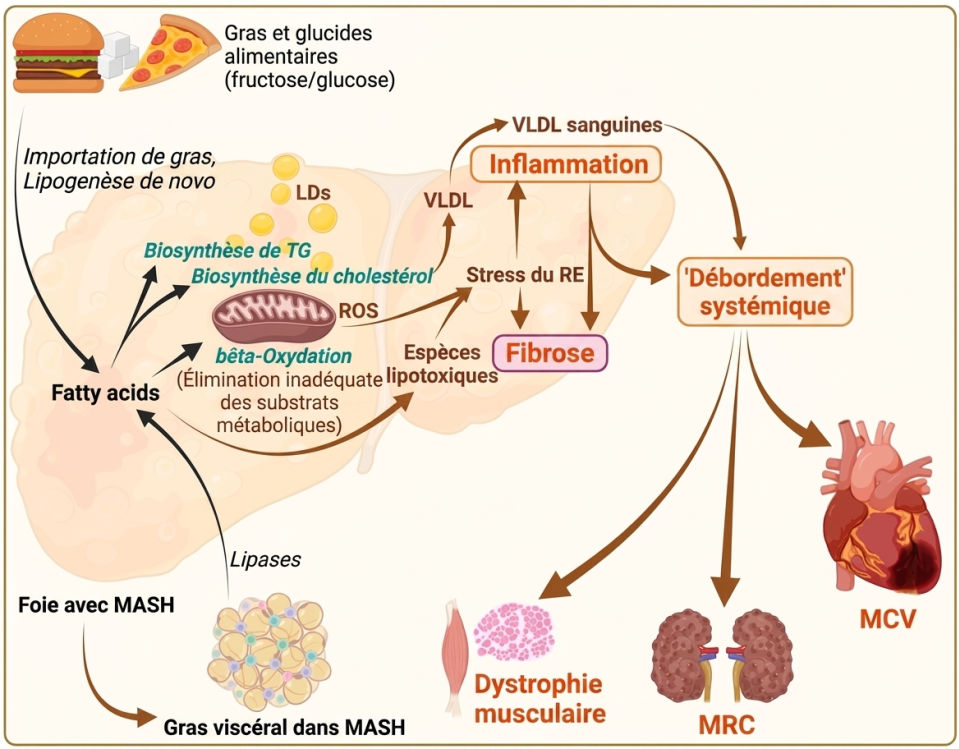 Schéma illustrant le mécanisme du débordement inflammatoire causé par le foie gras et ses impacts systémiques sur le cœur, les reins et les muscles.