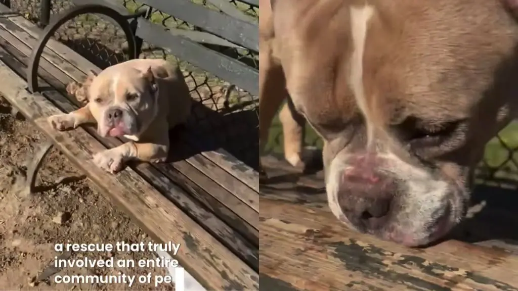 Abandoned Dog Finds New Hope