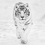 Draco - Snow Tiger