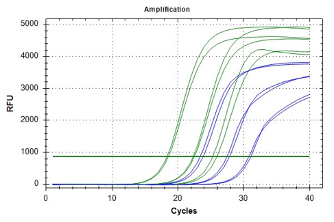 qRT-PCR 증폭 곡선