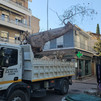 Δεντρο πλατεια Λαου017