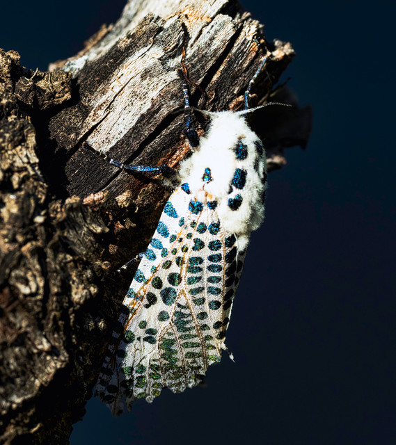Leopard moth.jpg