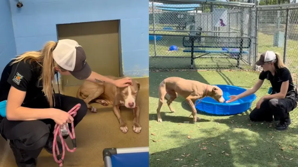 Dog Returned to Original Shelter