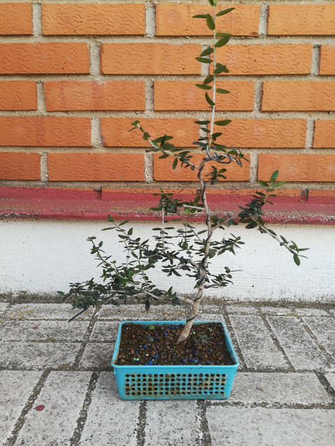 acebuche