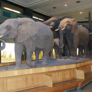 African Elephant