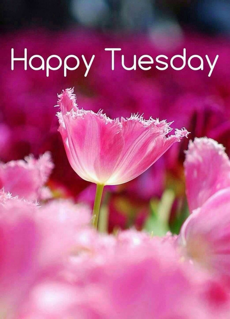 Tuesday-15