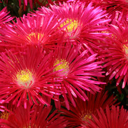 IMG-8066