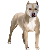 2-chien-pitbull-2