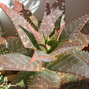 IMG-6873