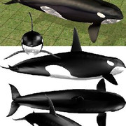 Orca
