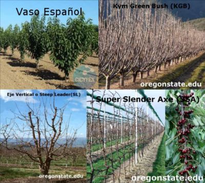 Cherry pruning, when and how to prune a cherry tree, formation of the young cherry tree, Pruning cherry trees