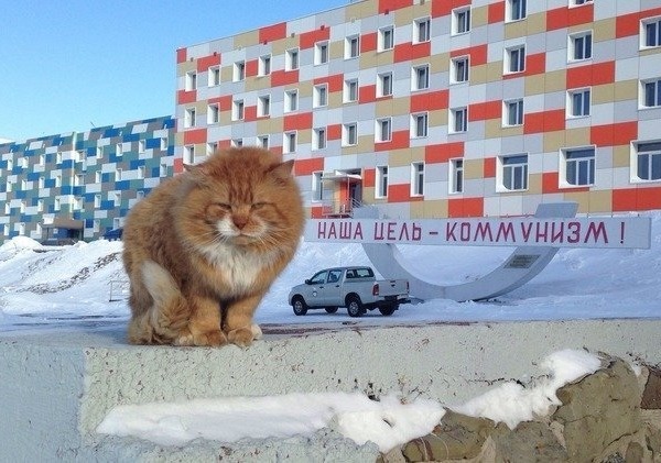 cat1.jpg