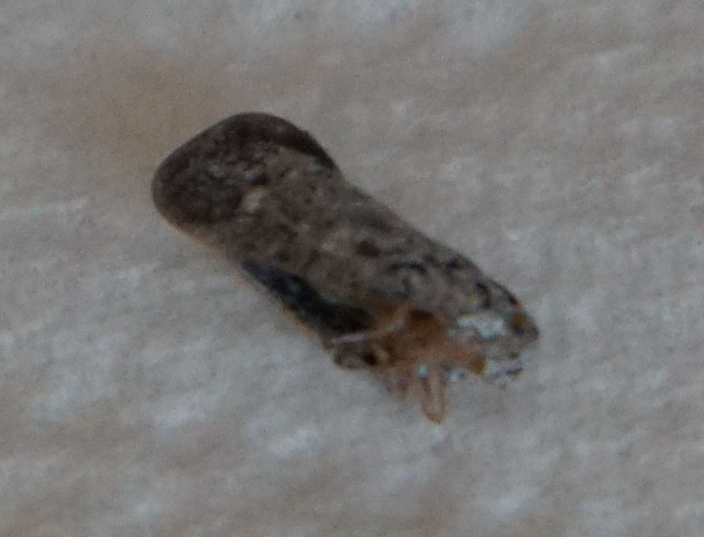 DSC06500 v2