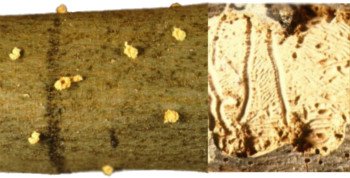 Scolyte Phloeotribus Scolyte Phloeotribus, scolyte de l'olivier, branche d'olivier infectée par le scolyte