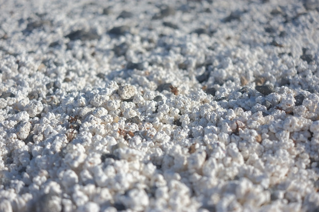 DSCF8486.jpg
