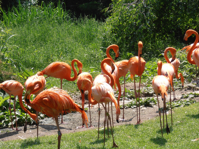 Flamands Roses2