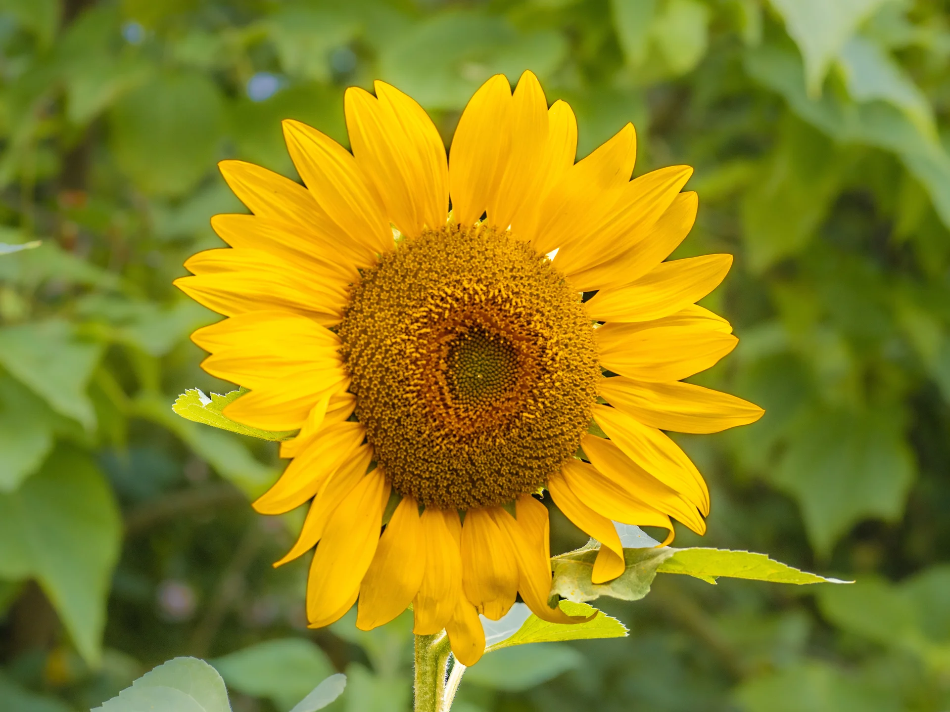 High quality Sun flower wallpaper by Siegfried Poepperl from Pexels