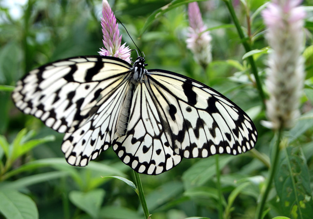 Idea-leuconoe-at-Gunma-Insect-World