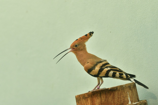 Hoopoe at Copenhagen Zoo