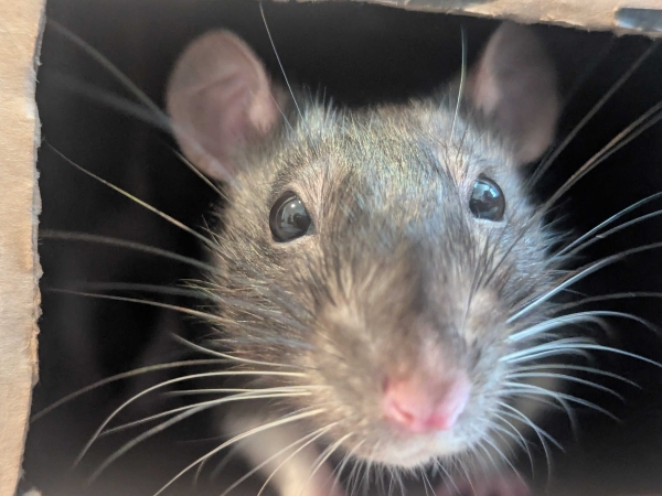 Peeka closeup