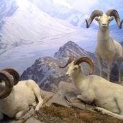 Dall Sheep