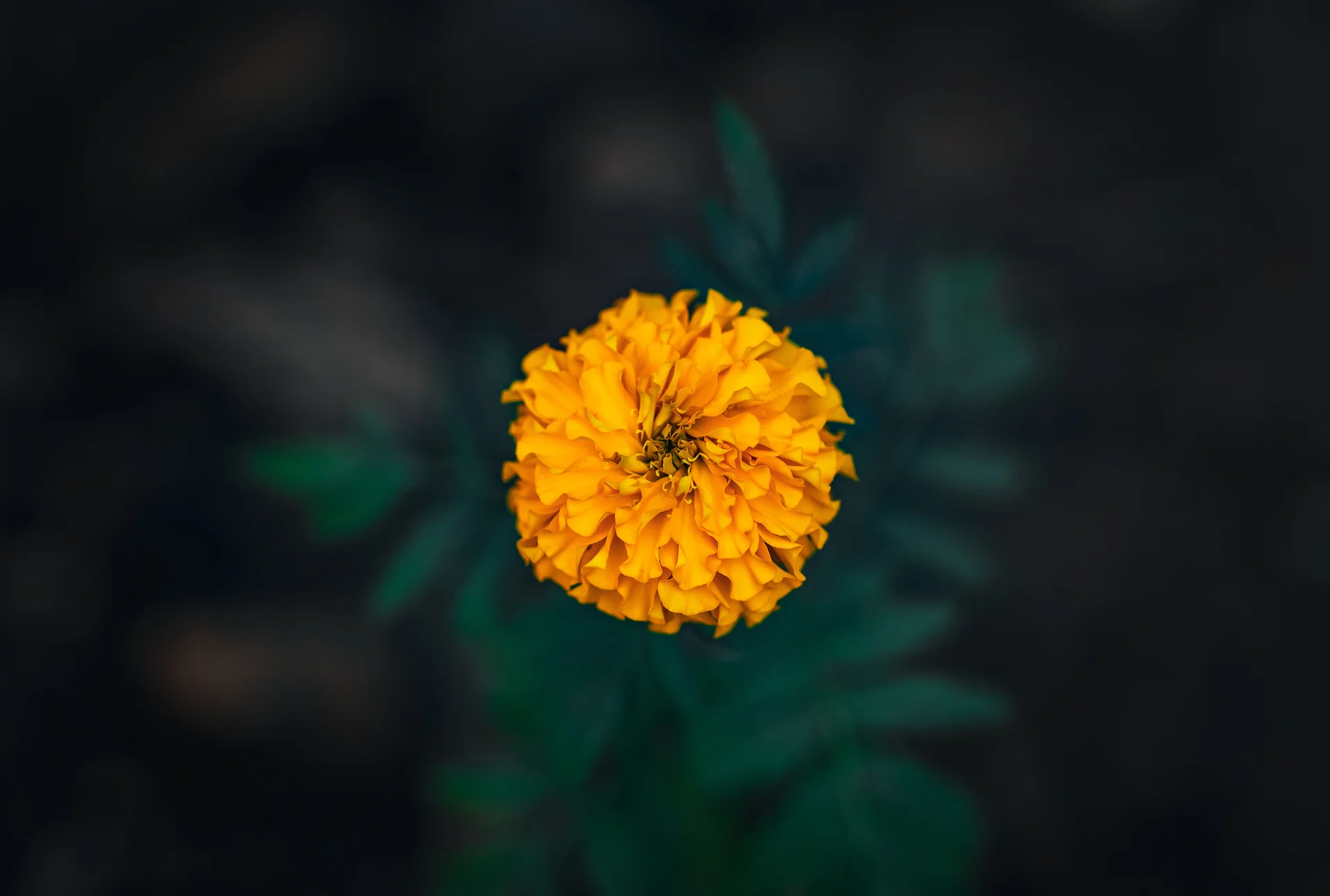 High quality Flower Wallpaper wallpaper by Optical Chemist from Pexels
