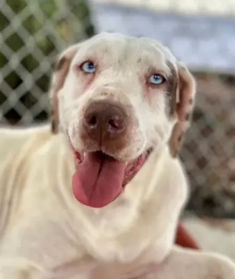 One-Year-Old Deaf Dog Seeks Forever Home