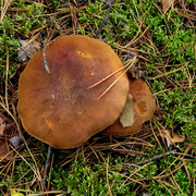 DSC05562