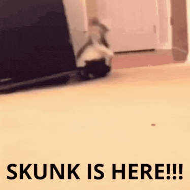 IMG-6424.gif