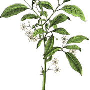 Delicate Botanical Flower White Image Graphics Fairy