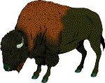 bison 2