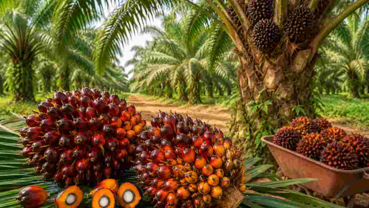 Harga Sawit Nagan Raya Hari Ini: PT Fajar Baizury Beli TBS Rp2.830/Kg, Tertinggi di Antara PKS