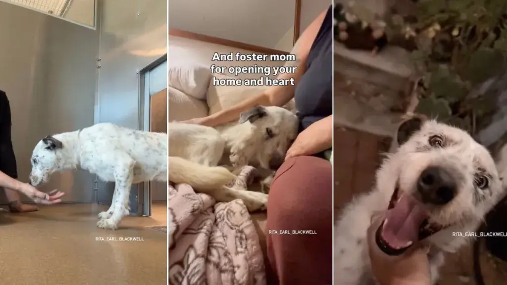 Rescue Dog Left Behind by Family Shows Signs of Heartbreak During Freedom Walk