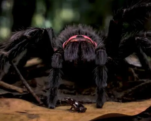 AI‑Crafted Wildlife Short Stuns Audiences with Realistic Creatures