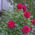 DSCF2132